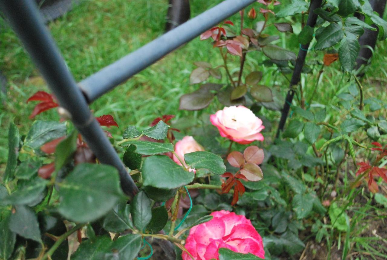 Magnolia * קורטאה דה ארגס